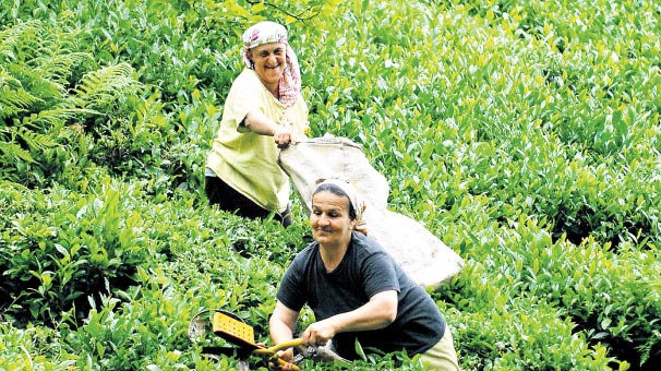 ÇAYKUR’dan en büyük 2. yaş çay alımı