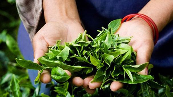 Türk çayı en çok Almanya’ya satıldı