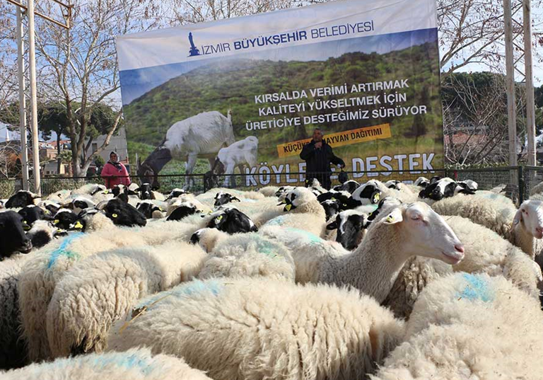 İzmir Kırsalda küçükbaş hayvancılığa destek veriyoruz