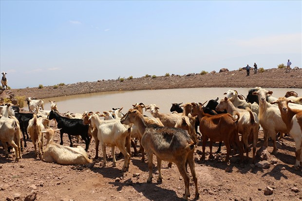 İzmir Büyükşehir’den “yaşam vahaları”