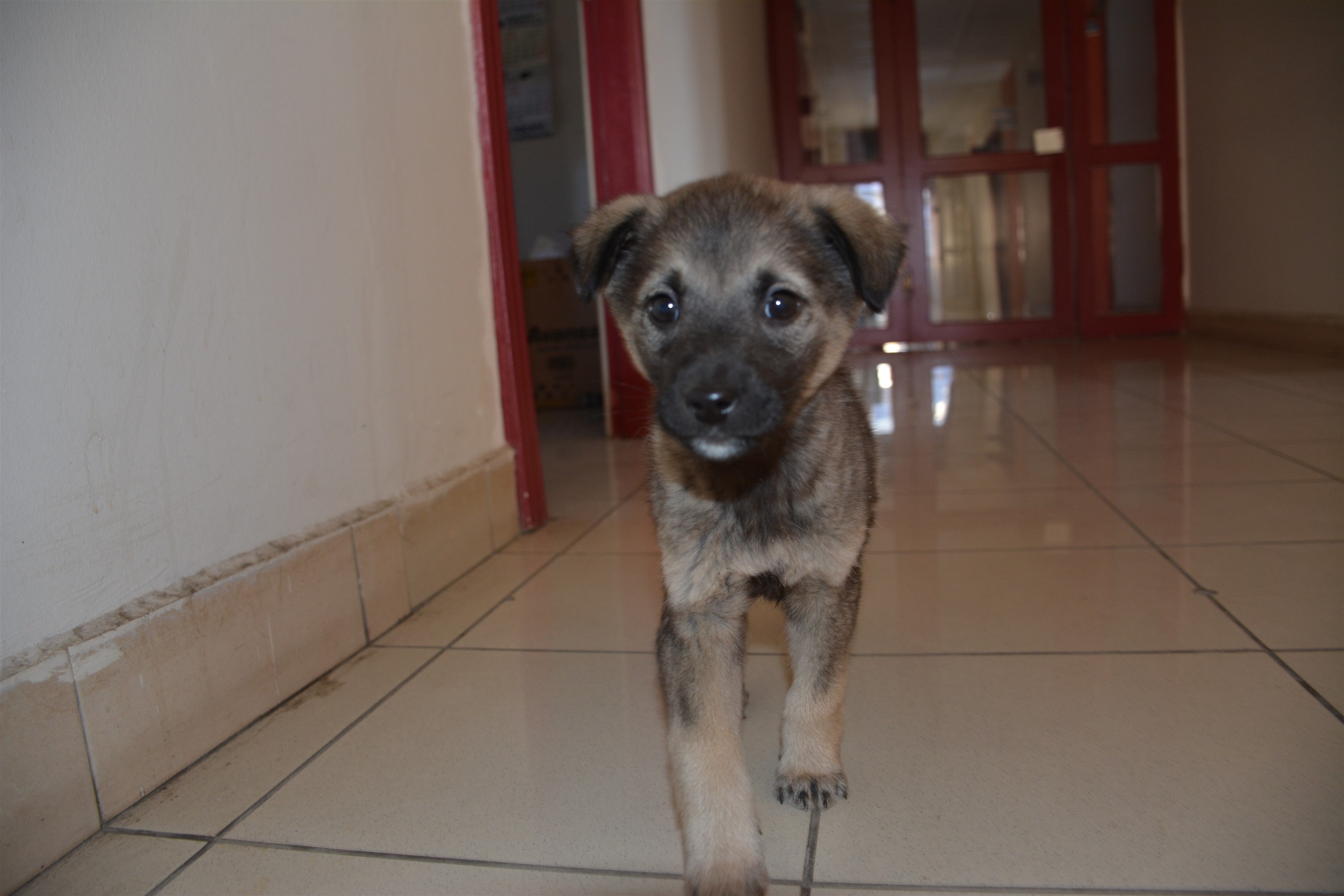 Üşüyen Yavru Köpek Belediye Binasına Sığındı