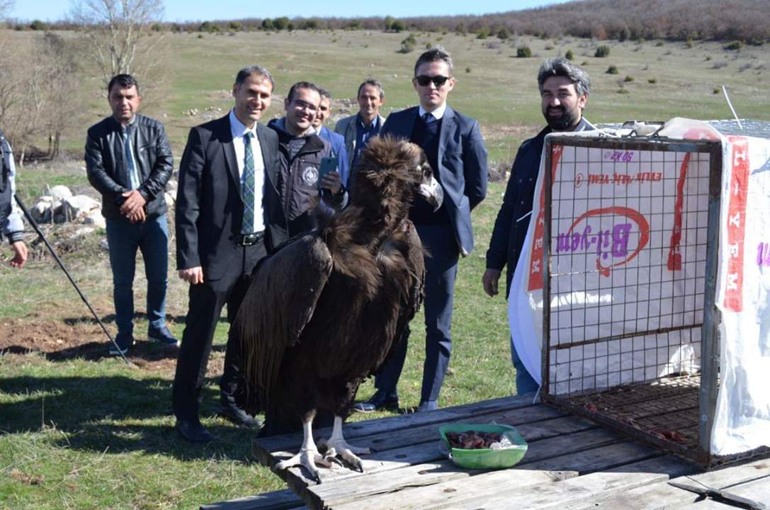 Altı aydır tedavi gören Ak Baba Çekerek’te Doğaya bırakıldı
