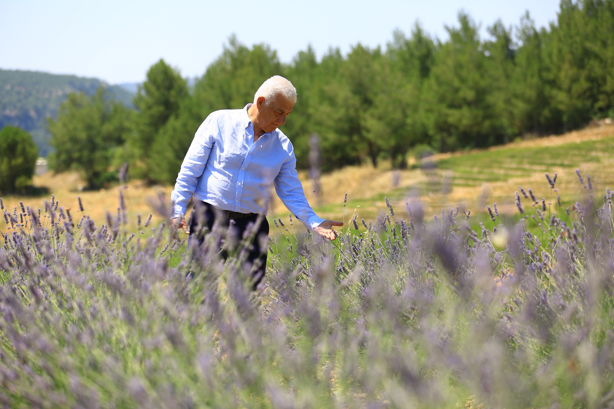 Muğla Büyükşehir Belediye Başkanı Gürün ilk Lavanta hasadında