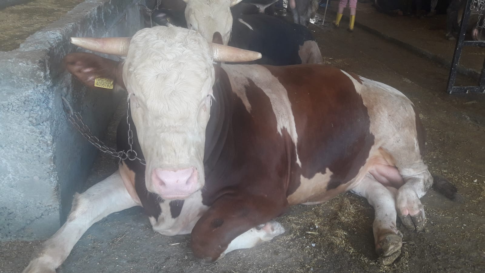 Yenimahalle Belediyesi’nde Kurban Bayramı’nın güvenli ve rahat geçmesi için hazırlıklar başladı.