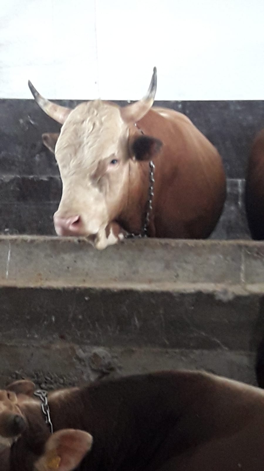 Zile Belediyesi Aşevine kurban bağışı için yardım kampanyası başlattı