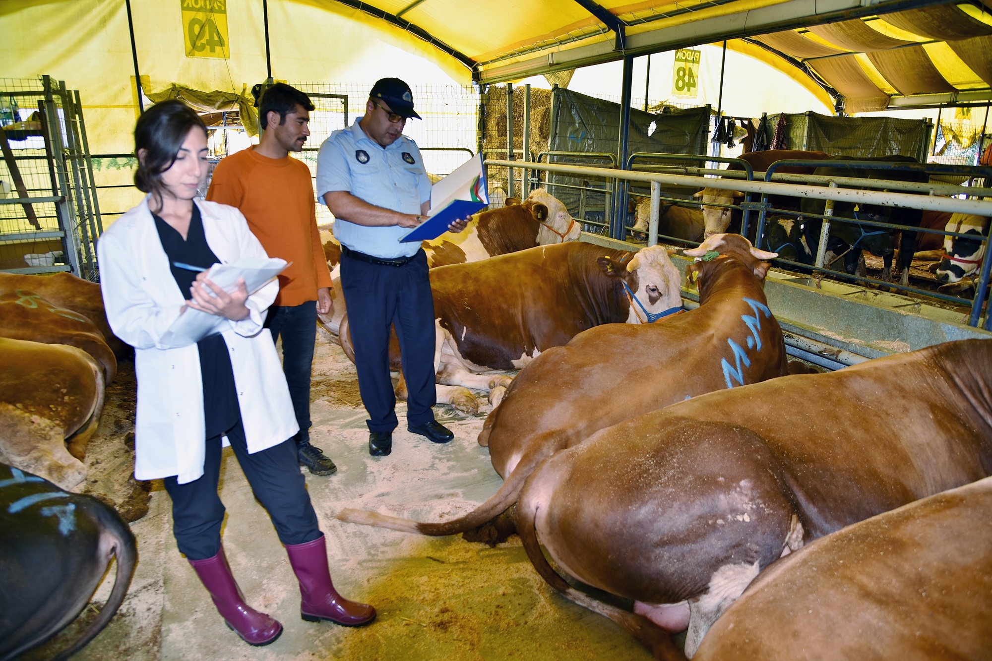 İBB, KURBAN SATIŞ VE KESİM YERLERİNİ DENETLİYOR