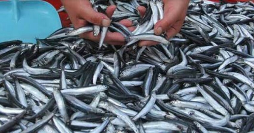 Trabzon’da 3 gün önce kilogram fiyatı 5-10 TL arasında satılan hamsinin fiyatı, hava şartları nedeniyle denizin fırtınalı olması sonucu 25 TL’ye yükseldi.