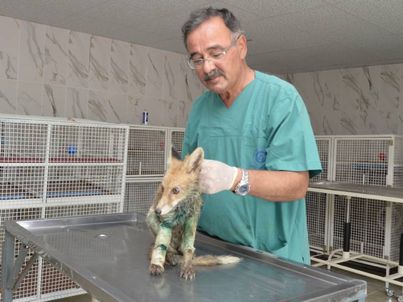 Silahla Vurulmuş Halde Bulunan Tilki Tedavi Altına Alındı