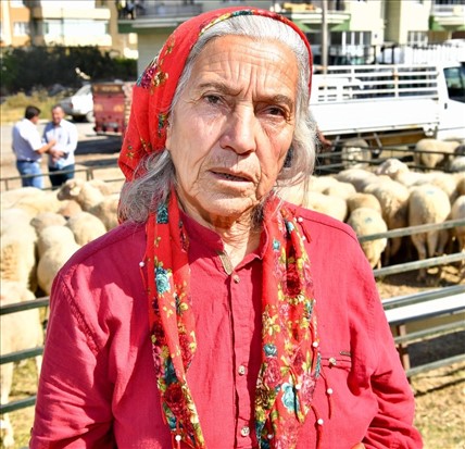 İzmir Büyükşehir Aliağalı üreticilere küçükbaş hayvan hibe etti