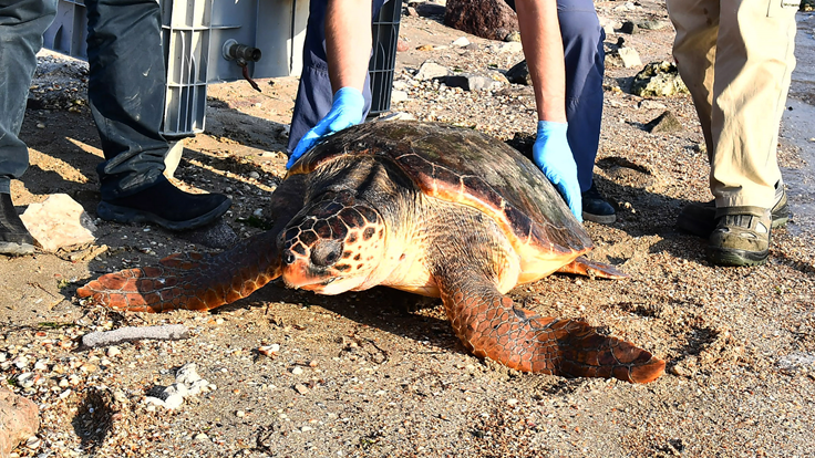 Ağlara takılan caretta caretta kurtarıldı