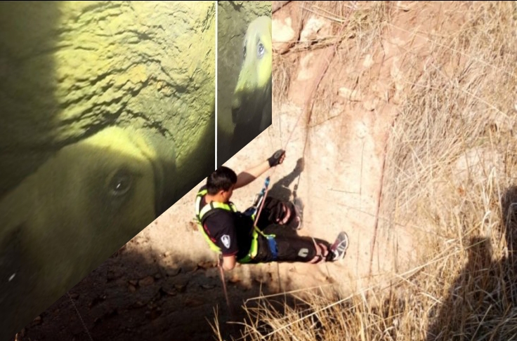 Kuyuya Düşen Köpeği İtfaiye ekipleri tarafından kurtarıldı