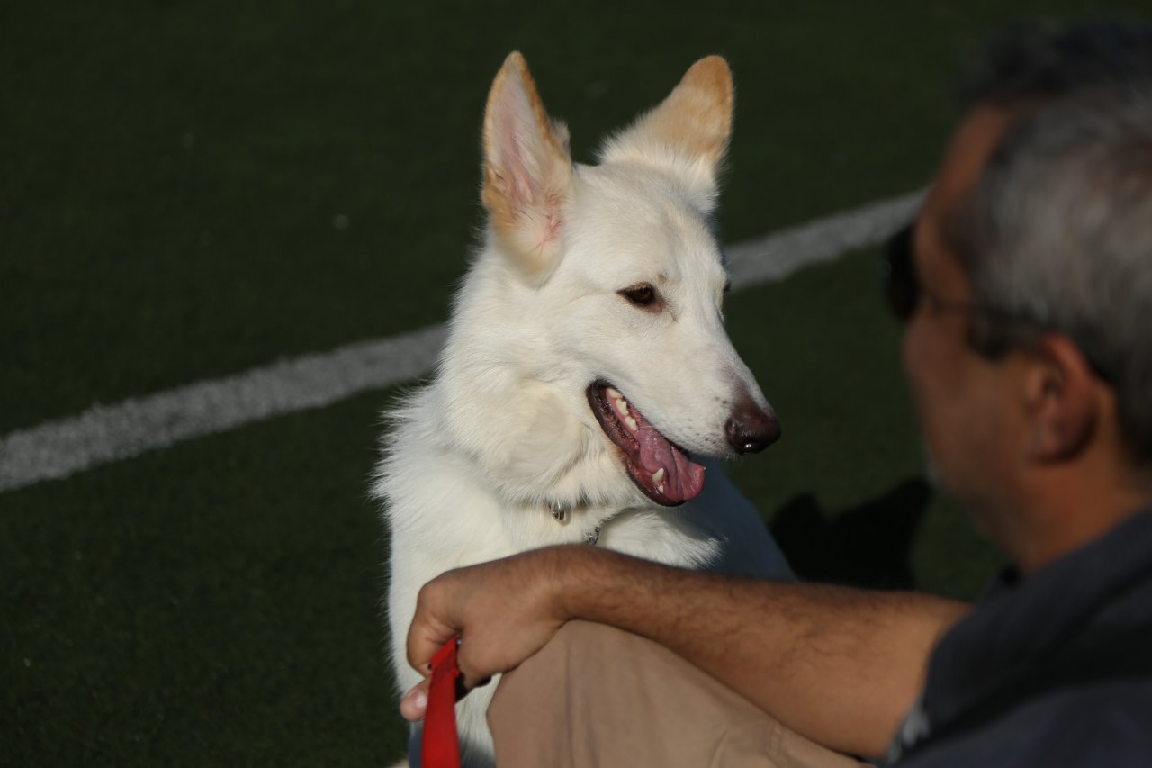 Arjantin’de Bir Köpek, Kayıp Sahibini 5 Yıl Boyunca Otobüs Terminalinde Bekledi!