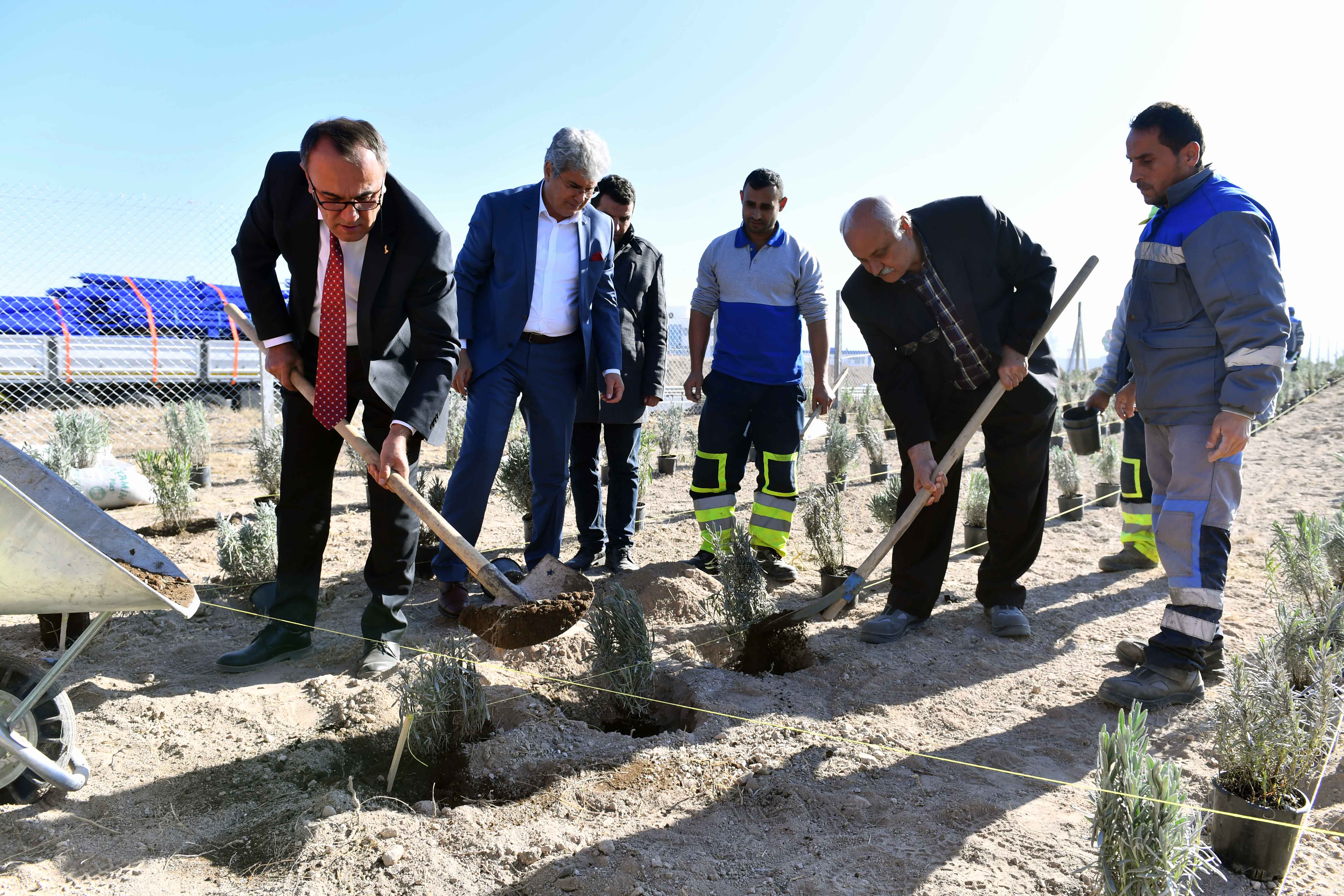 Başkent artık lavanta kokacak
