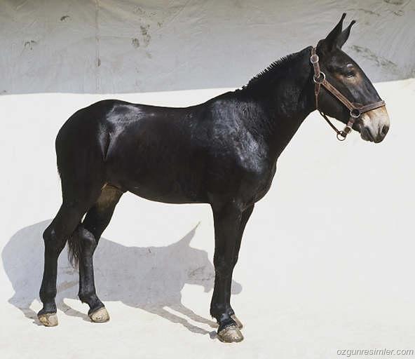 ” KİME YEDİRECEKLER” 500 TON AT, EŞEK VE KATIR ETİ İTHAL EDİLDİ İDDİASI