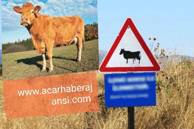 Allah akıl fikir versin İneğe trafik cezası kesildi