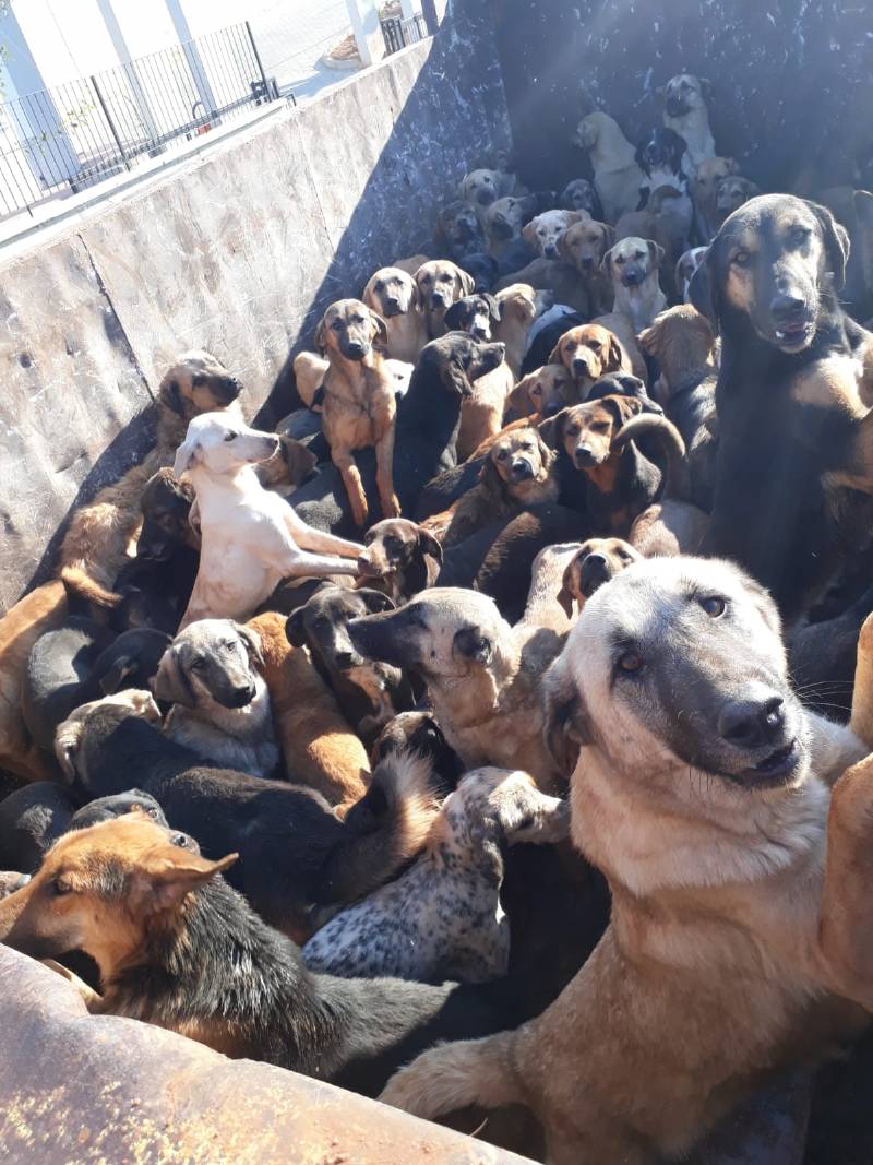 Hayvanlara Bu Eziyet Yapılır Mı?