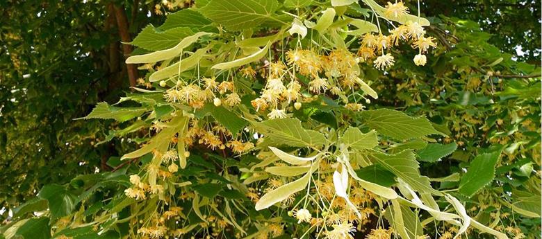 İSTANBULLU “IHLAMUR” DEDİ