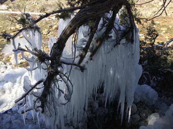 Ağaçlar bile buz tuttu