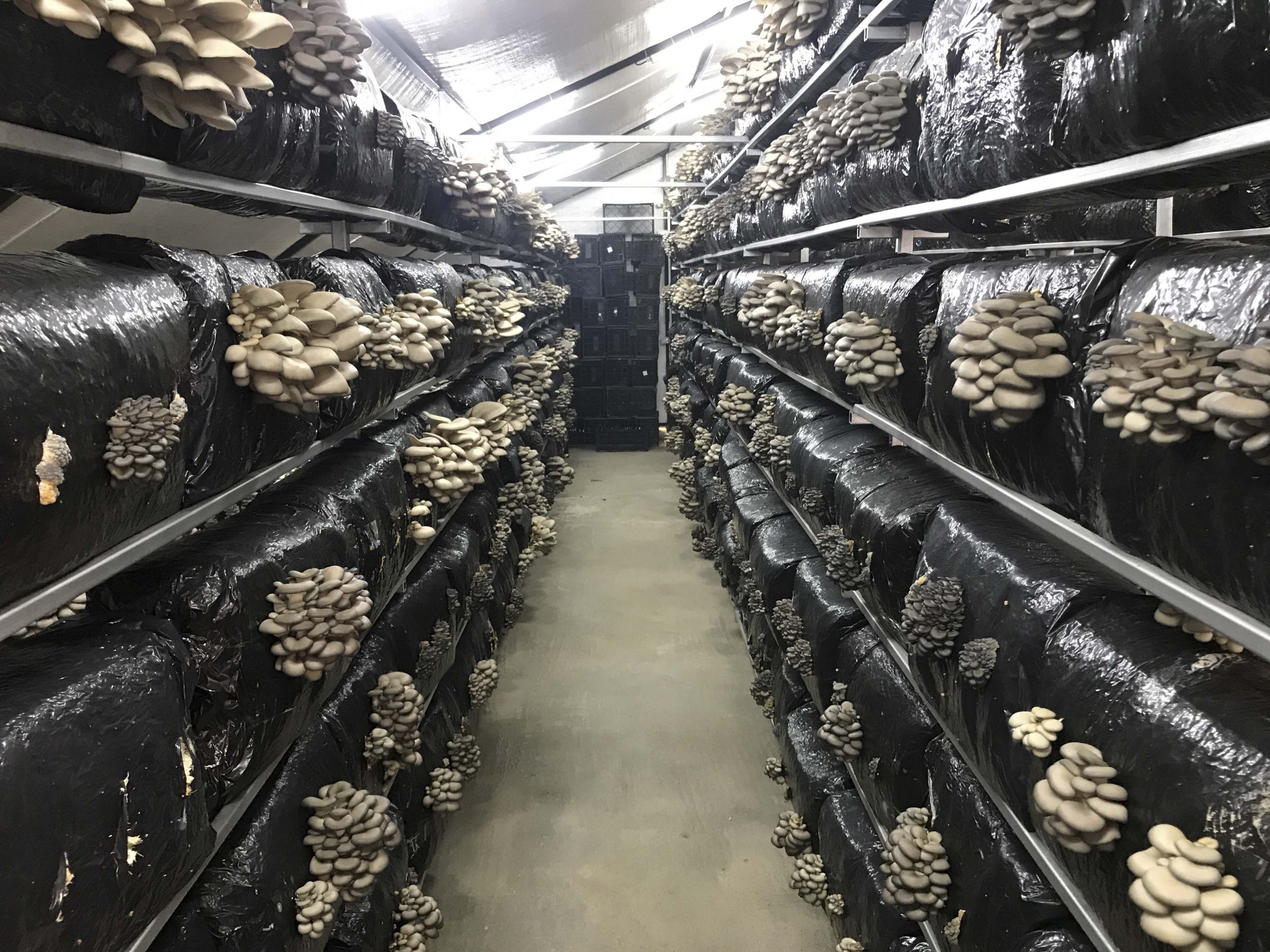 Beykoz İstiridye Mantarı Üretimiyle Şampiyon