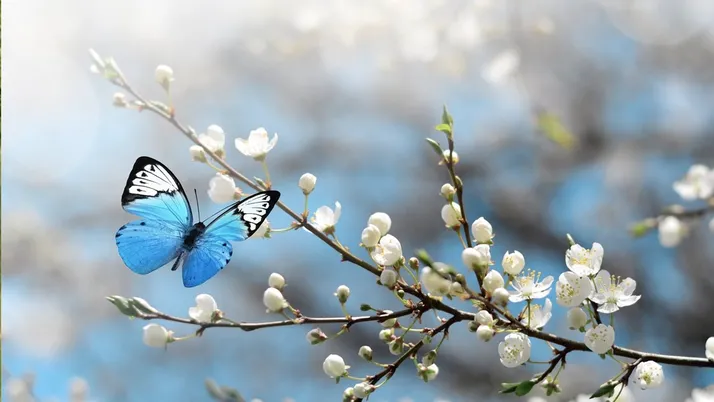Cemre düşme sırası ikinci cemre nereye düşer tarihi