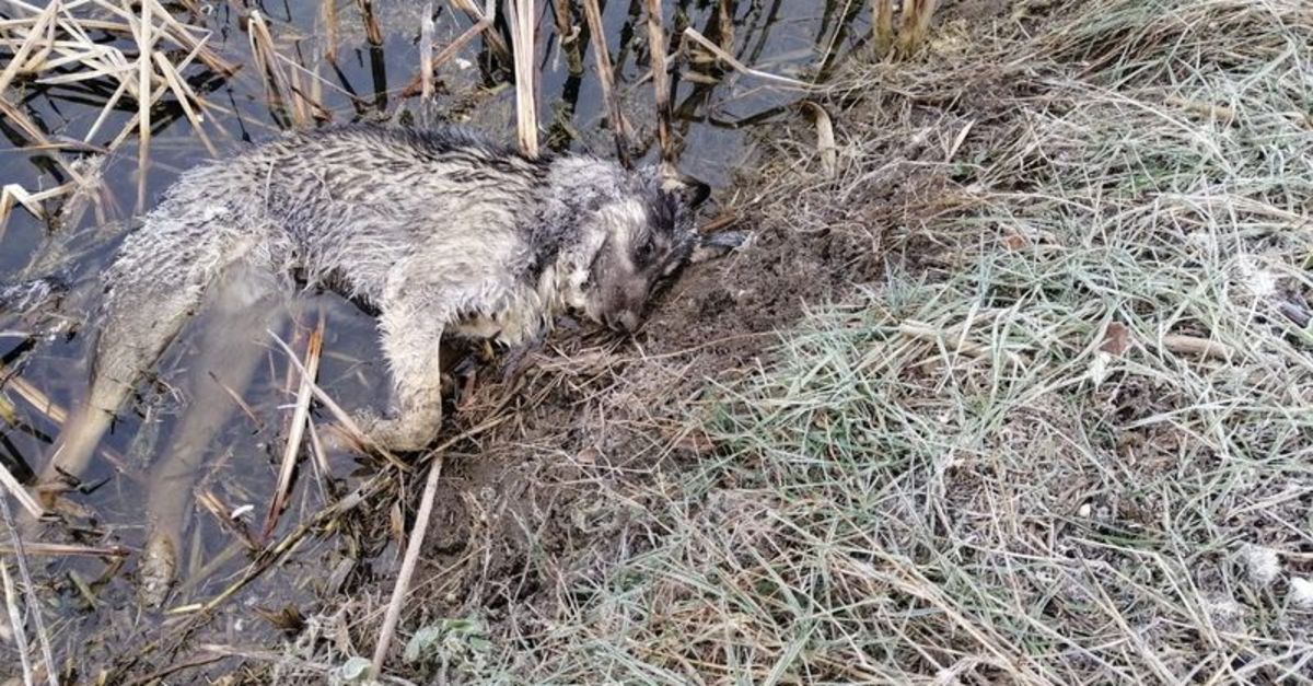 Kaçak avcı vahşeti!