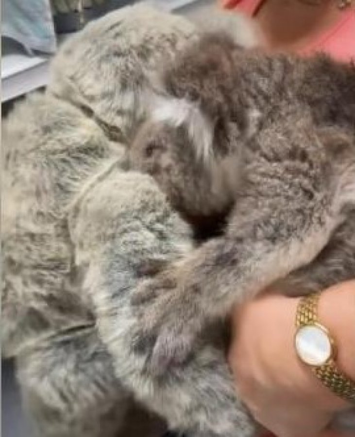 Öksüz koala, oyuncak ayıyı annesi zannetti