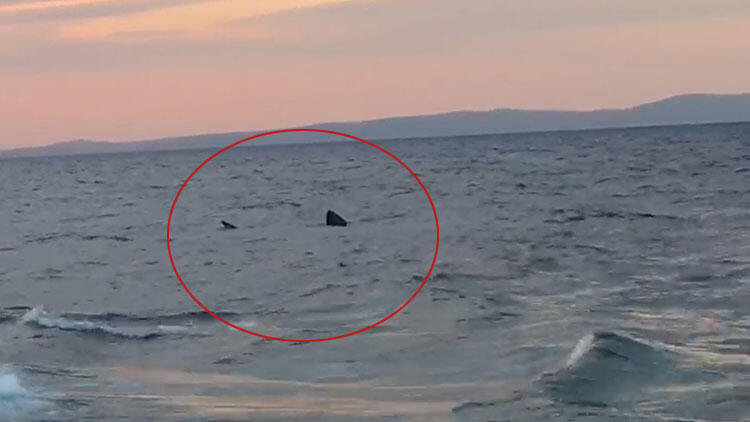 Saros’ta heyecanlandıran görüntü! ‘Hayatımda ilk defa…’