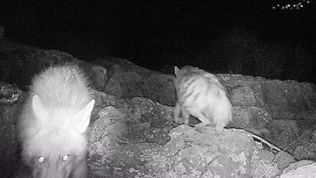 Yer: Adıyaman… Nesli tükenmekte olan çizgili sırtlan fotokapanla görüntülendi