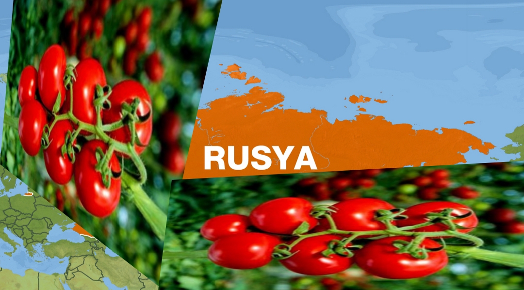 Rusya’ya domates ihracatı yeniden başlıyor!