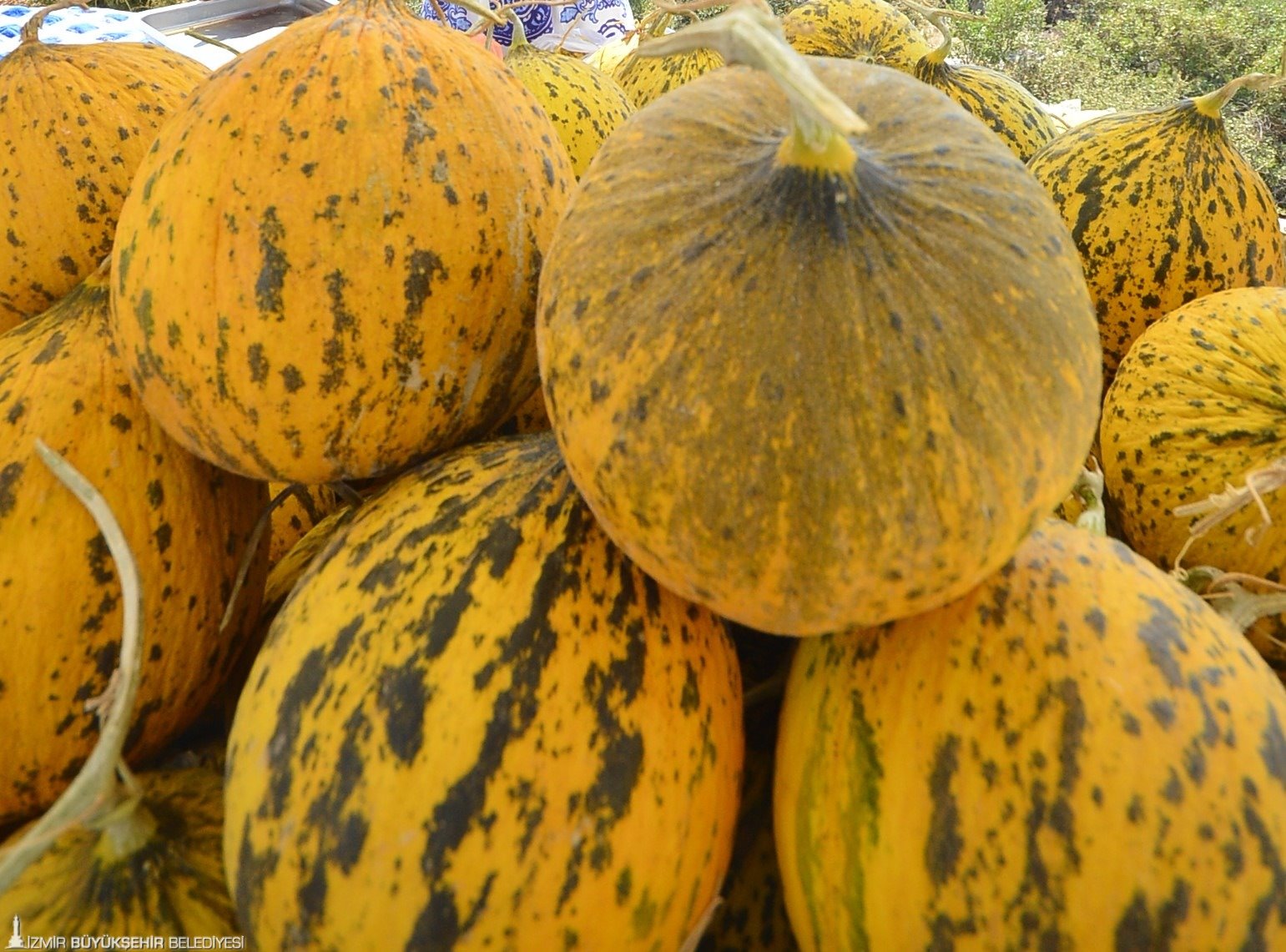 Çeşme kavunu tescilleniyor