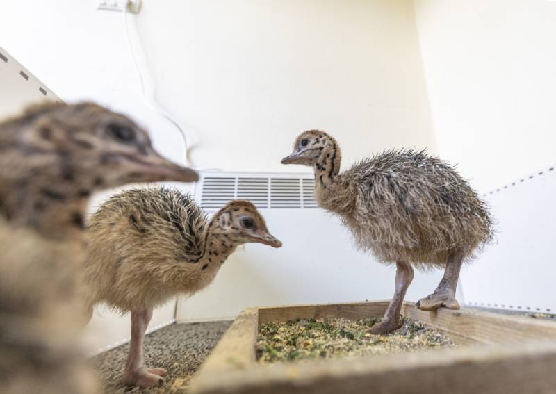 Tarsus Doğa Parkı’nda 3 Deve Kuşu Yavrusu Gözlerini Dünyaya Açtı