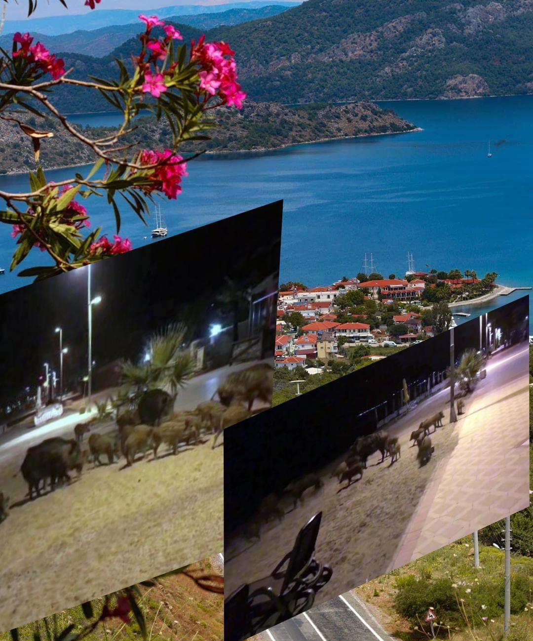 Ünlü Turistik ilçesini domuzlar bastı