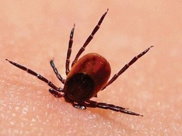 Anadolu’da Kene yeniden hortladı