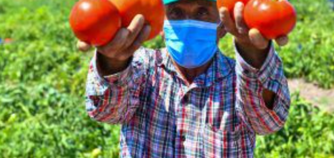 BAŞKENT ÇİFTÇİSİNE SEBZE FİDESİ DESTEĞİ TALEP BAŞVURULARI BAŞLADI