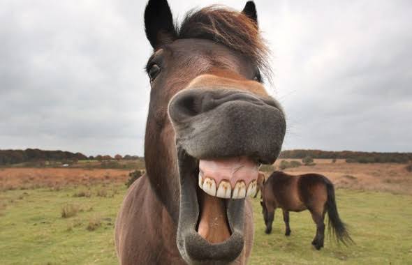 ATLARIN SORUMLULUĞU BAKANLIK VE DÖRTYOL BELEDİYESİ’NDE