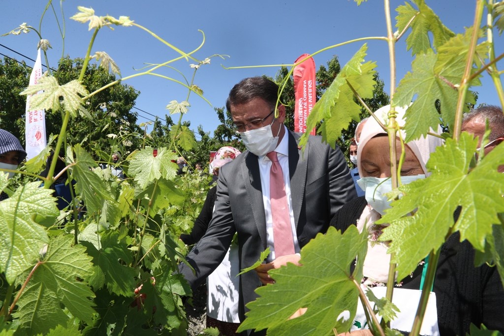Vali Balcı boş durmuyor: Tokat Bağcılığı Altın Çağını Yaşıyor
