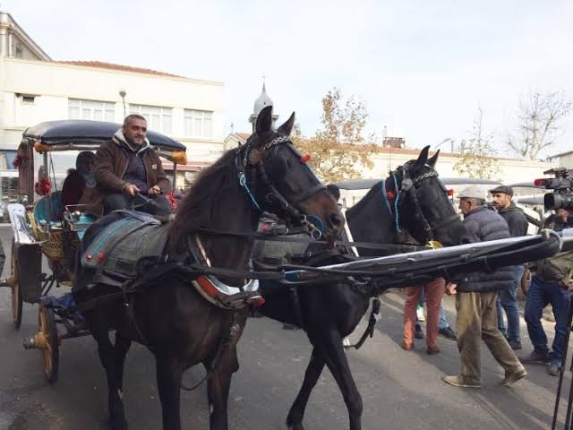 Adalar Belediyesi kayıp atlar için basın açıklaması yaptı