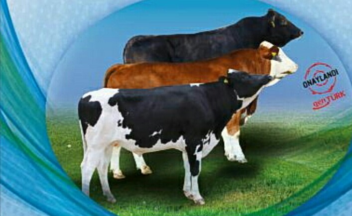 Ankara Büyükşehir Belediyesi, çiftçilere büyükbaş hayvan desteği verdi