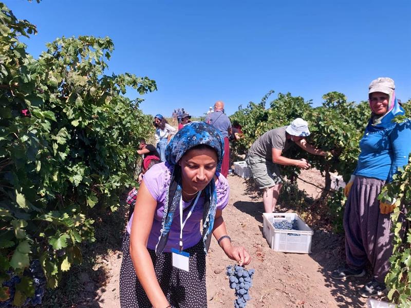 Elazığ’da Bağ Bozumu Şenliği