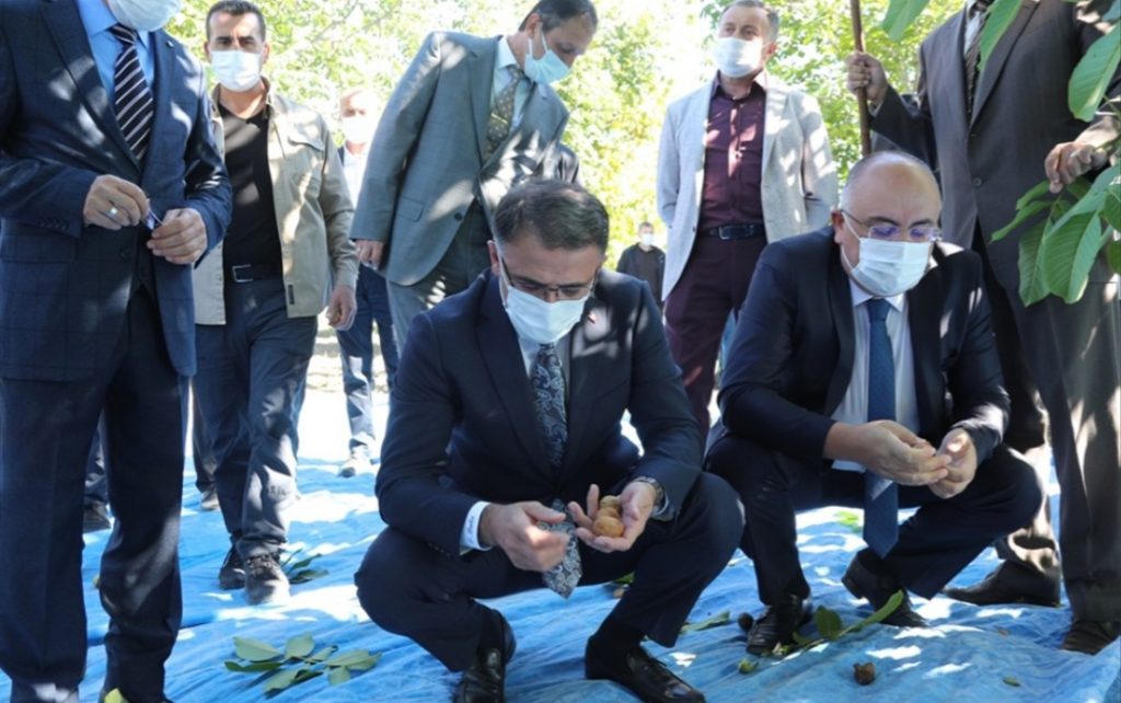 Vali Ozan Balcı, Niksar ilçesi Serenli beldesinde gerçekleştirilen ceviz hasadı programına katıldı. 
