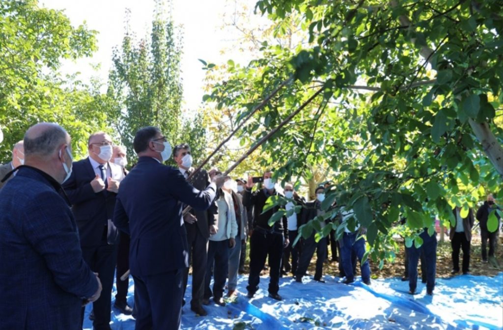 Vali Ozan Balcı, Niksar ilçesi Serenli beldesinde gerçekleştirilen ceviz hasadı programına katıldı. 