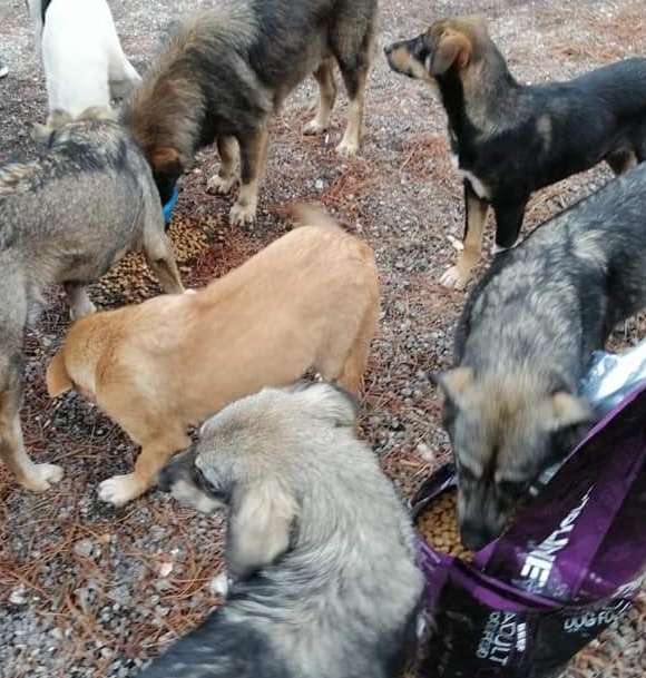 Şile’de sokak köpekleri korku salıyor