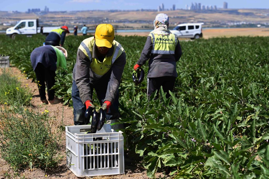 MANSUR YAVAŞ’IN BAKAP PROJESİ İLK MEYVELERİNİ VERİYOR