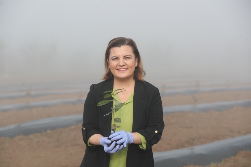 İZMİT BELEDİYESİ ÇİFTÇİYE, ARONYA FİDANI DAĞITACAK