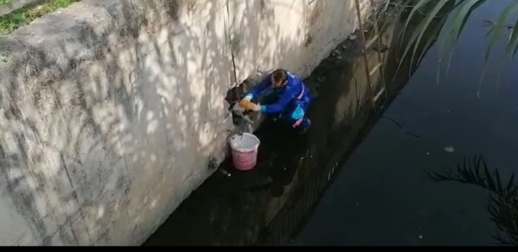 TUZLA BELEDİYESİ PERSONELİNDEN İNSANLIK DERSİ -TUZLA DERESİ’NE DÜŞEN KEDİYİ TEMİZLİK PERSONELİ KURTARDI