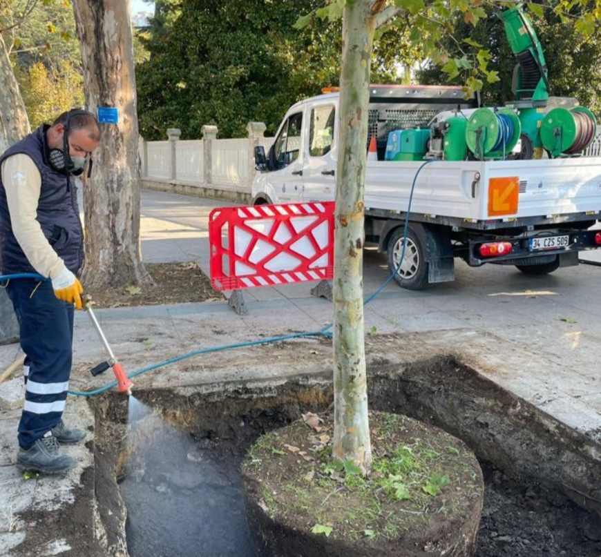 İBB, ÇINAR NESLİNİ YAŞATACAK