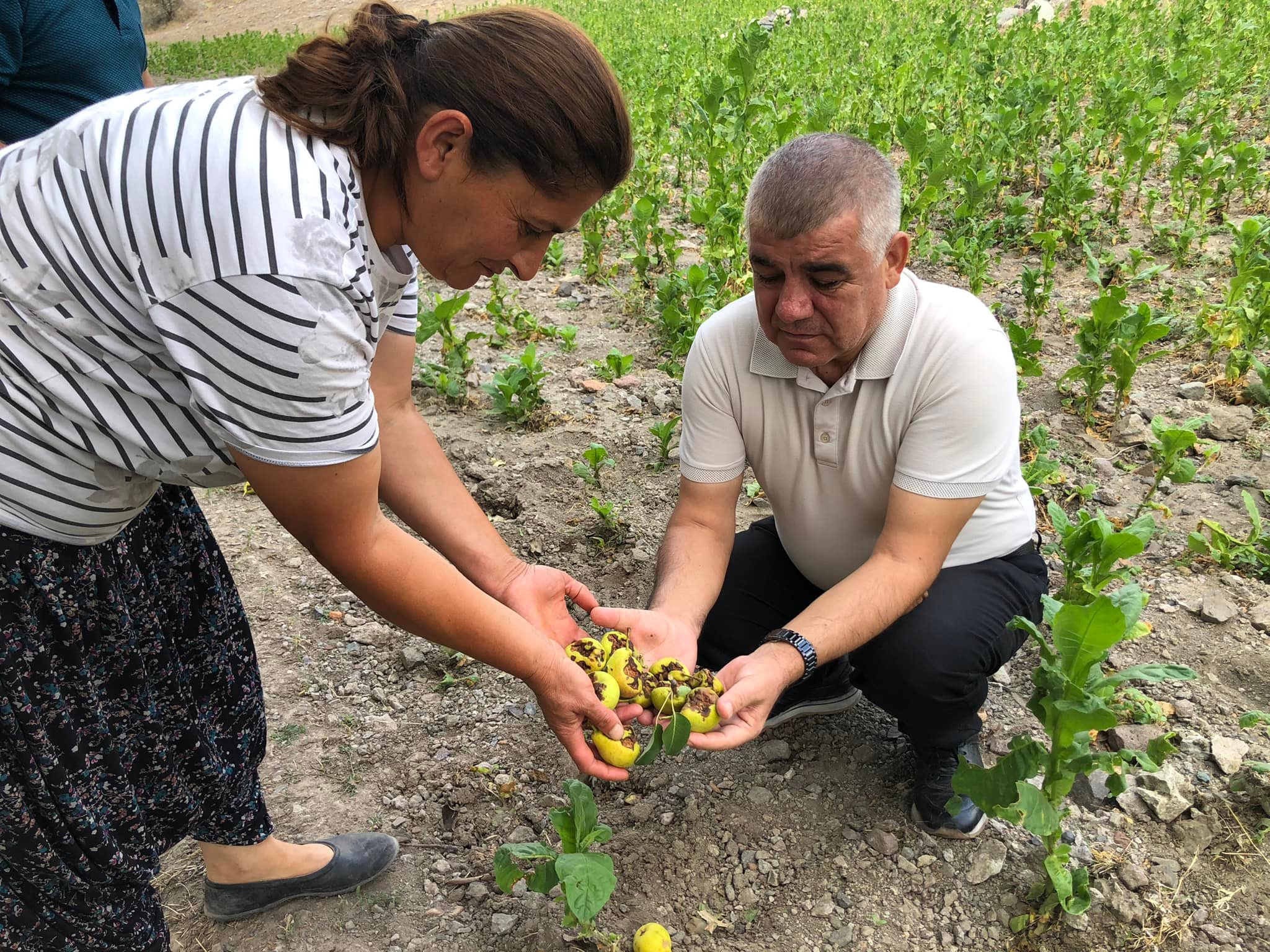 CHP’li Ramis Topal: Gümüşhacıköy’de tarım arazilerini dolu vurdu çiftçi perişan