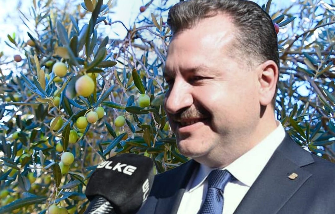 Balıkesir’in sevilen Başkanı Yılmaz, Zeytin Hasadına Katıldı