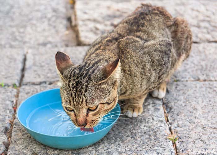 İstanbul'da Nefes Kesen Kedi Kurtarma Operasyonu