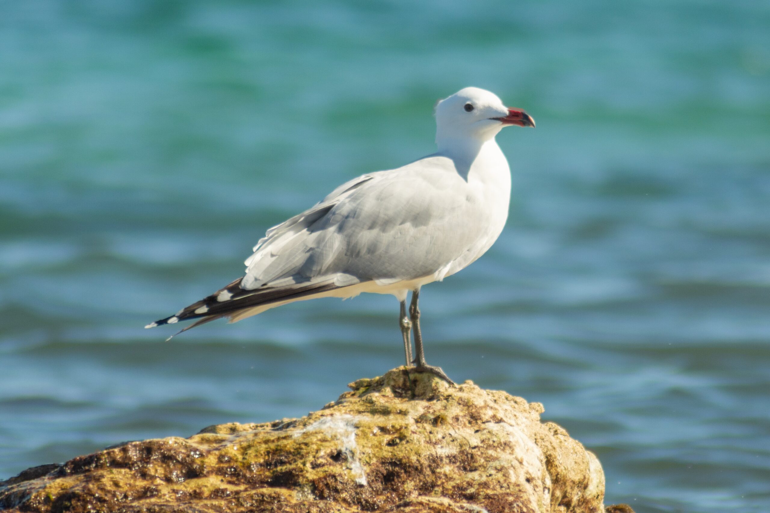 Nesli tehlikedeki Ada Martıları için Türkiye’nin önemi artıyor.